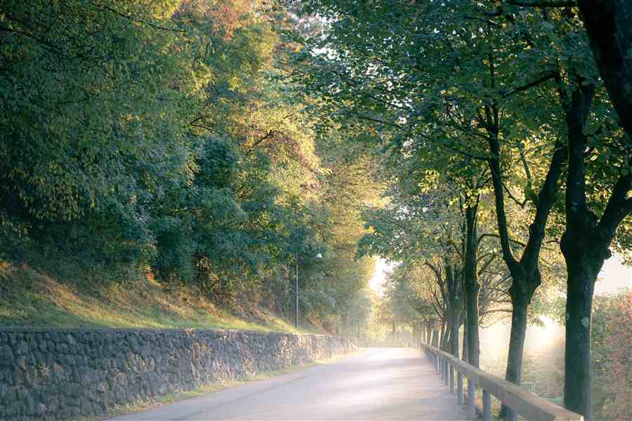 Tree-lined road glowing with early morning light