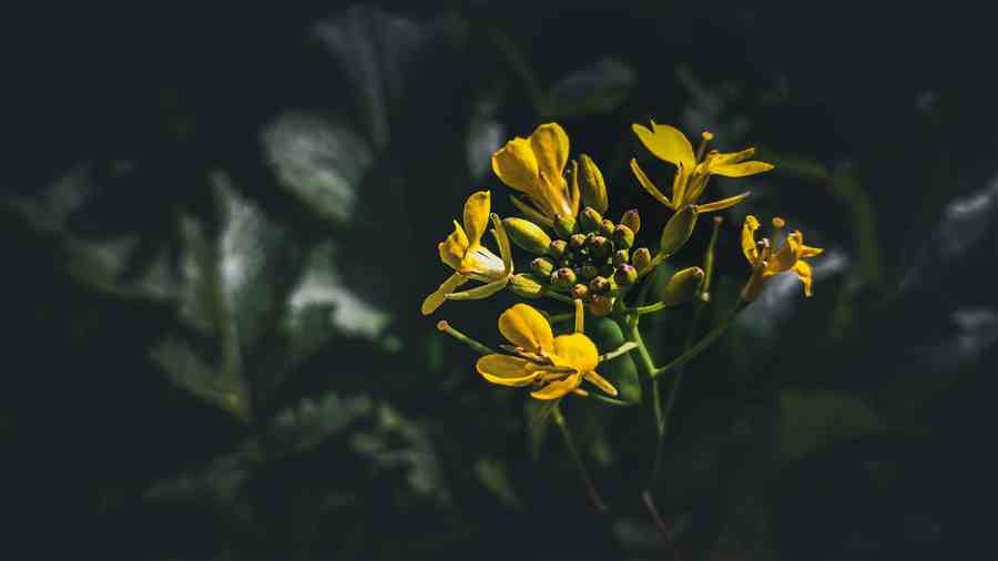 Yellow flowers lit dramatically against a dark background