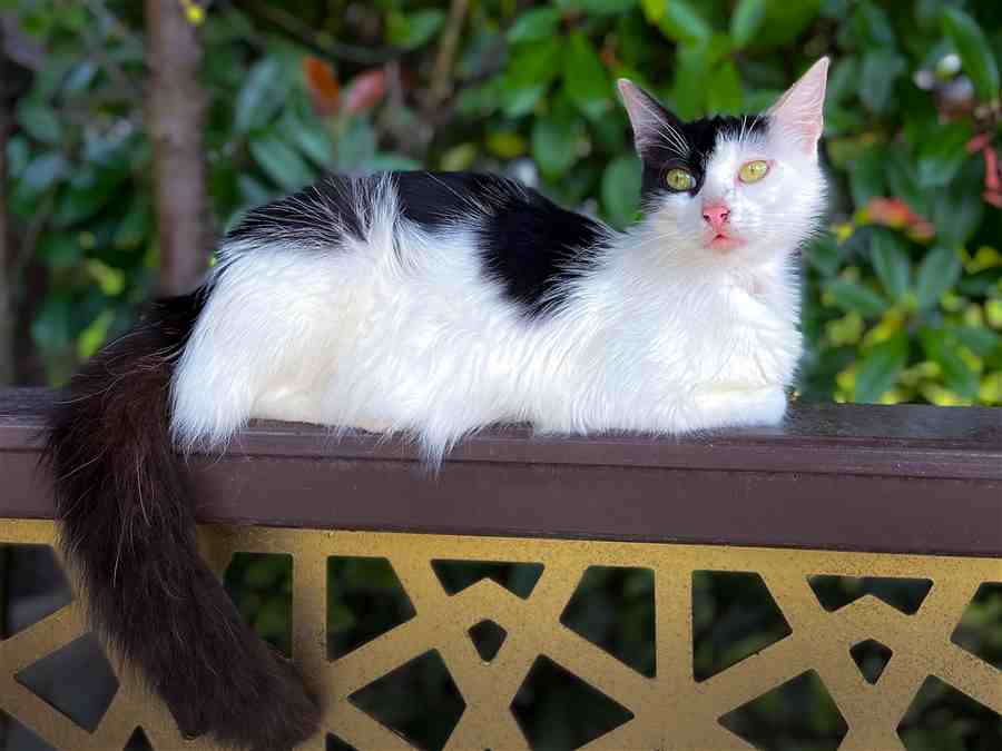 Black and white cat resting on a patterned railing