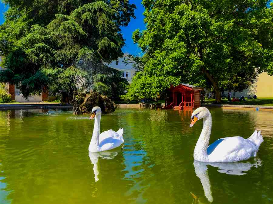 Two white swans gliding across a green pond