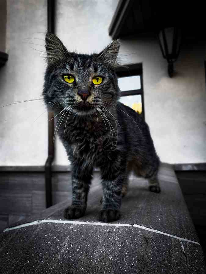 Dark gray cat with bright eyes standing on a stone ledge
