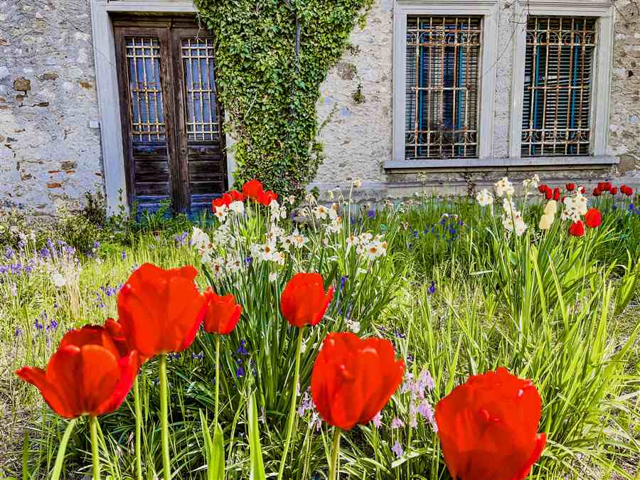 Red tulips beneath ivy-covered windows of an old stone building