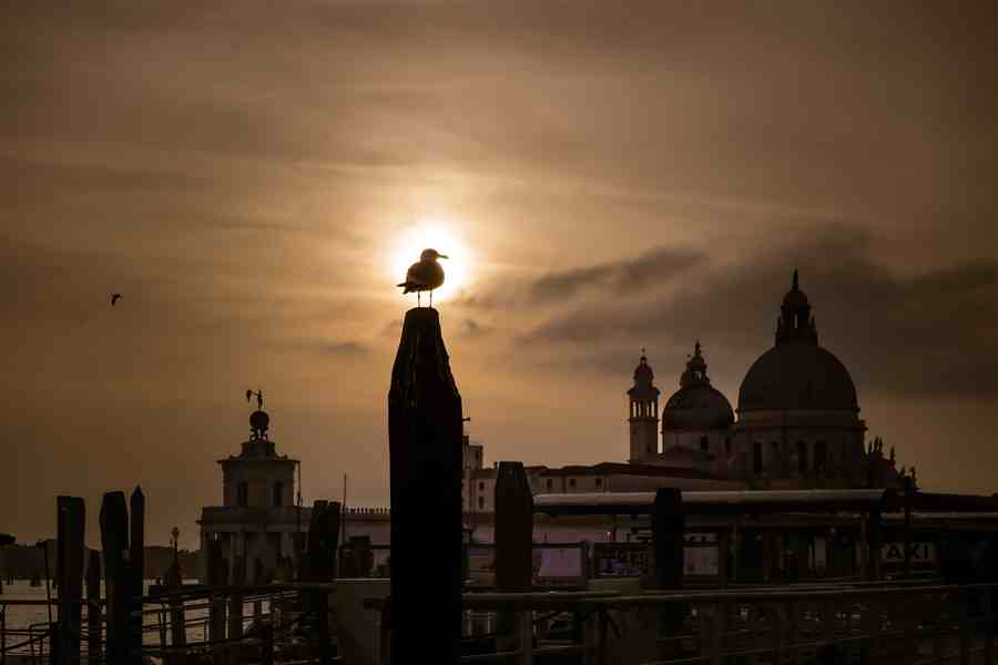 Silhouette of a seagull at sunset with Venice architecture in the background