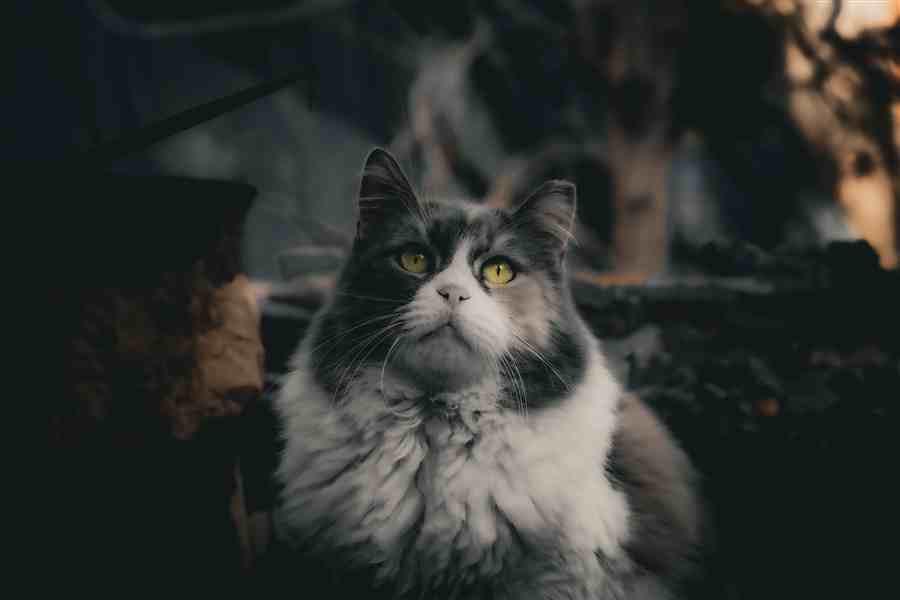 Portrait of a fluffy cat with bright eyes