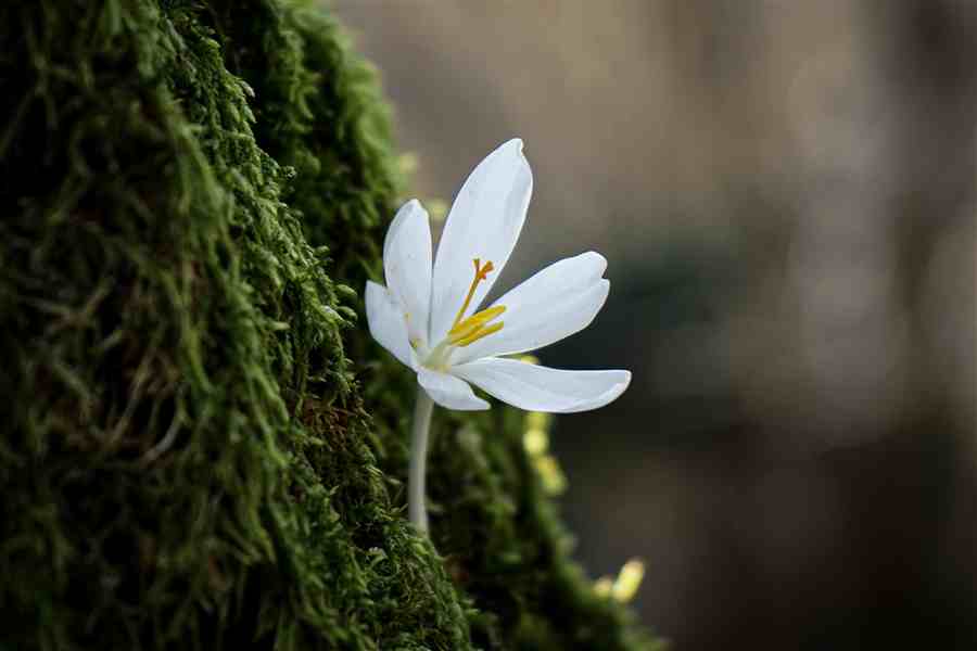 Close-up of a white flower growing from moss