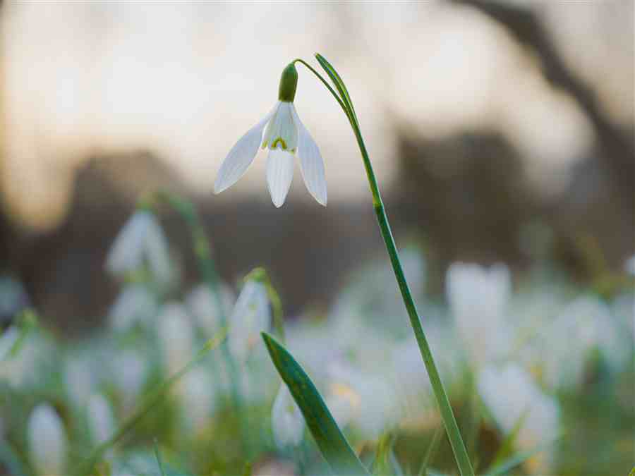 Single white snowdrop flower rising above a soft background