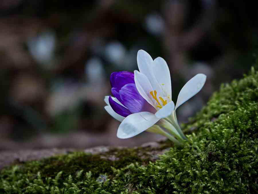 Close-up of a white and purple flower on mossy ground