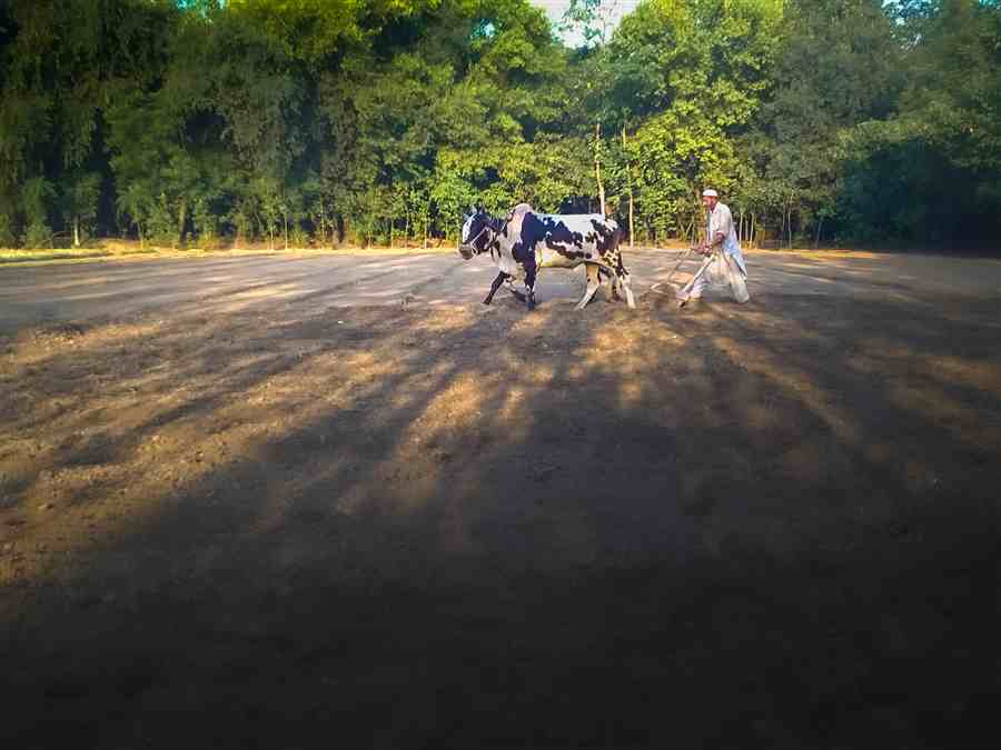 Farmer ploughing a field with oxen at golden hour